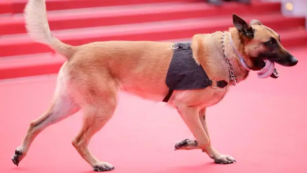 Hunde, um den roten Teppich beim Film Festival 2024 Cannes zu meistern