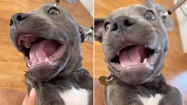 A kölyökkutya ritka GREML zajt ad a vírusos videóban