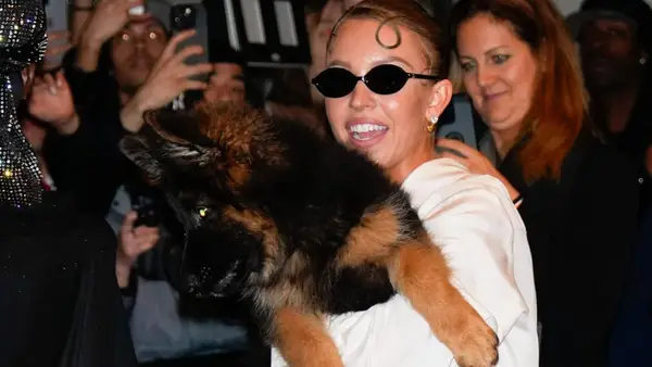 Sydney -Süßigkeiten können Flugzeuge in den Hauptstadien neuer Hunde nicht aufhalten