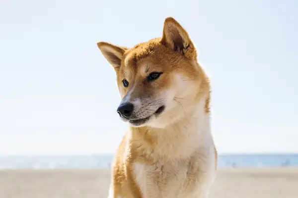 Doge Meme Shiba Inuは亡くなりました