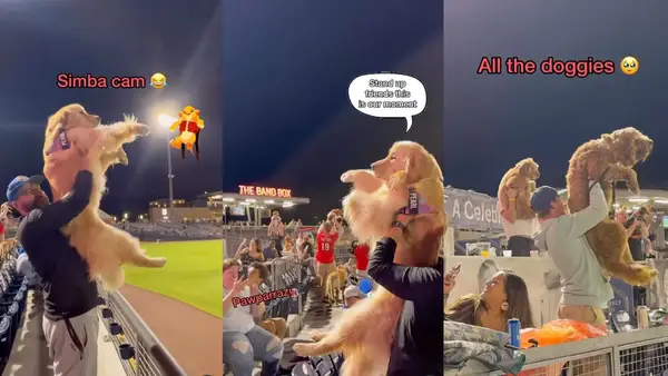 VIDEO: Auksinis retriveris turi akimirką Lyneso karaliaus beisbolo varžybose