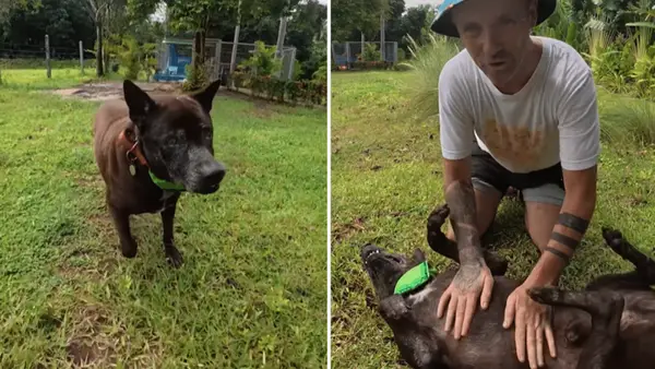 Vėlyvasis šuo turi neribotą delikatesą