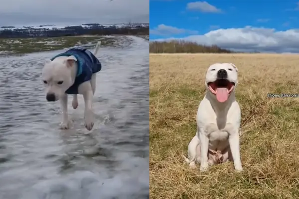 ビデオは、冬の間に「ソーラー」犬の行動が完全に変化する理由を示しています