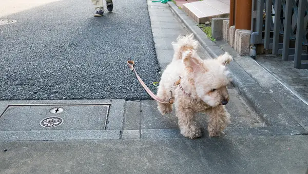 지나가는 개가 100 마일 공항으로 점프합니다