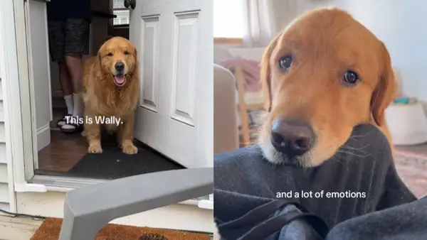 Wideo: Właściciel pokazuje, dlaczego twój pies jest wyjątkową duszą