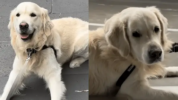 Psi si uvědomují, že dovolená na lodi není dobrým nápadem ve sladkých videích