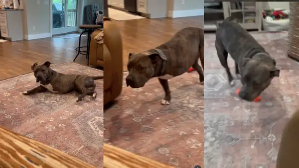 Mnogi psi žele napraviti lijep film