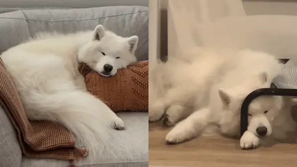 Кучето е най -прав от мечтата му на забавни видеоклипове