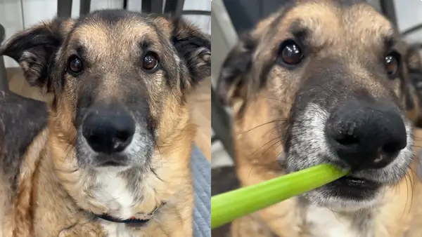 Psy w szczęśliwym filmie daje Creyy 0 10 punktów