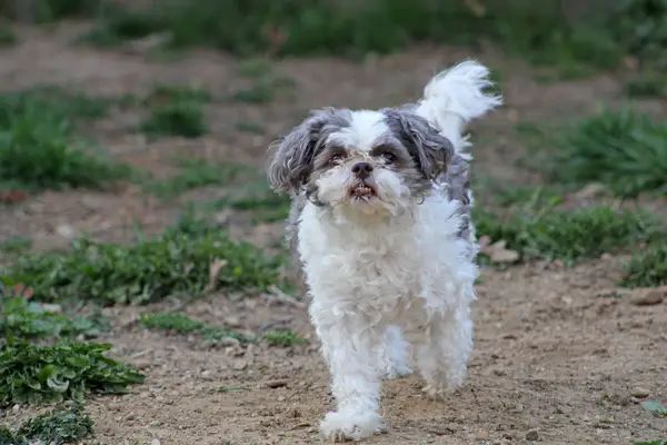 Старшият пудел се срещна със семейството пет години след изчезването