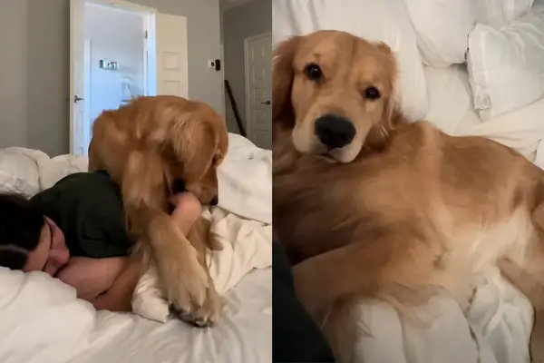 Video: Zehab Retriever har ingen eier i morgenens stillhet
