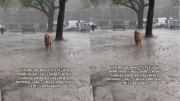 Câine fericit în ploaie