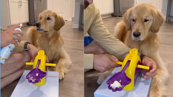 Видео: Если владелец предоставляет собаку, готовящую собаку