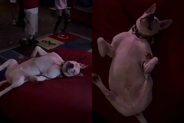 Video: la persona sorda dorme pacificamente attraverso il caos intorno a lui