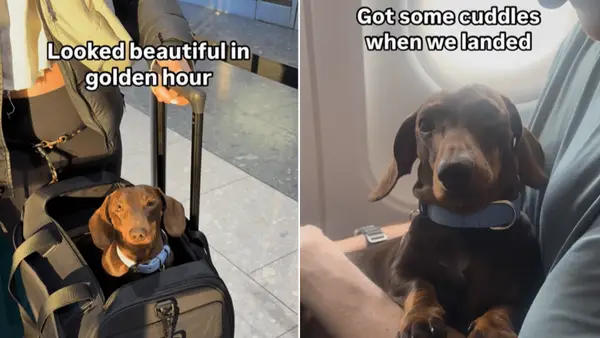 כלבים מבלים שבוע מאתגר מאוד בחציית עולם הווידיאו