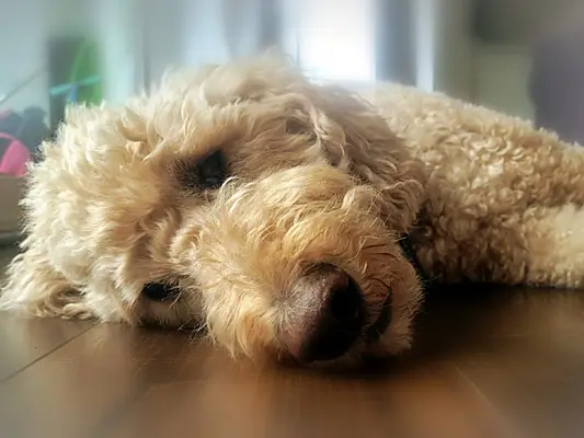 El peluquero de perros supuestamente asesinado a Goldendoodle ha sido arrestado