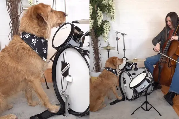 Vídeo: Dog mostra as habilidades da bateria de especialistas em desempenho de grupo com o proprietário