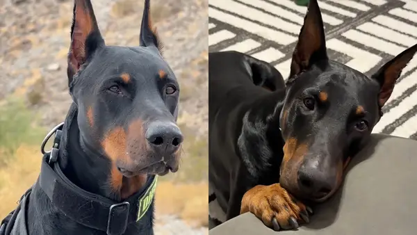 Video: Când proprietarul arată dragoste, un câine mare și terifiant devine copil