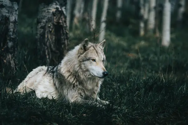 Wolf Mixed je bil predstavljen doma