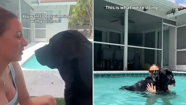 Video: Labrador Pool Time significa essere trasportato da tua madre