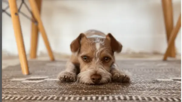 Lily Collins Radford Dog: competitie, leeftijd, etc