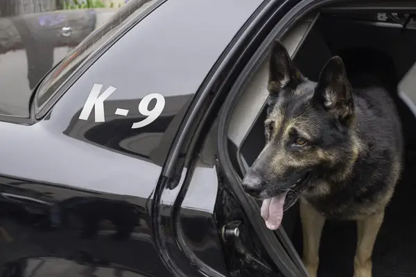 Kalifornian K-9 rikkoi kolme kertaa