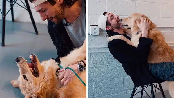 Photo capture la réunion avec le propriétaire de Rescue Dog après quelques semaines