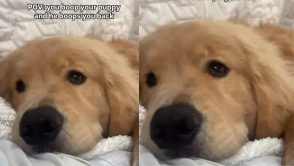 Aukso savininko savininkas su patraukliais vaizdo įrašais