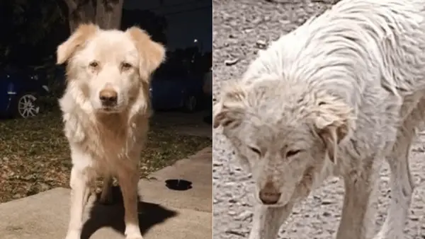 La pilota va resultar ferida al futbol i va realitzar una acció completa