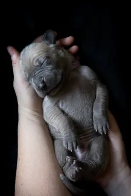 Danny's geweldige zwangerschapsbureau produceert een hond