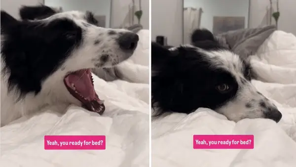 Video Dog Video som kan sova med ägaren är mycket attraktiv