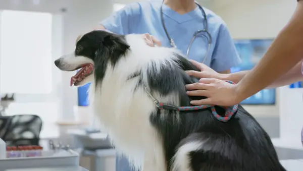 주인은 개의 생명을 구한 chatgpen이라고 말합니다