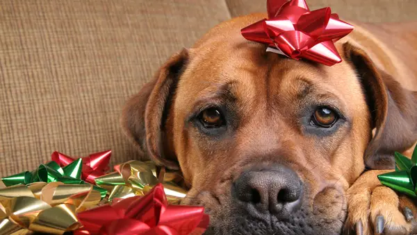 Jednak Trust Ireland otrzyma prawie 400 wymagań świątecznych