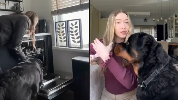 Video: el dueño de perros revela que Rottweiler debe supervisar todo lo que hace