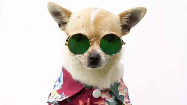 Piedzīvojumu meklētājs ar Chihuahua -piektdienu Meksikā ir vīruss, kas pārveidots