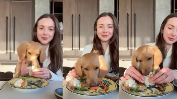 VIDEO: Mini Degons obțin un ambalaj pentru cină