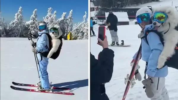 Видео: Samoyed се наслаждавайте на най -голямото количество ски пътувания