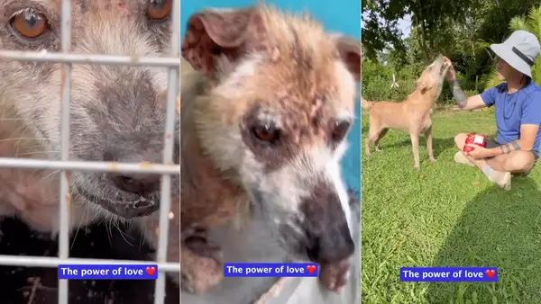 Le chien de sauvetage le plus en colère subit une transformation miraculeuse