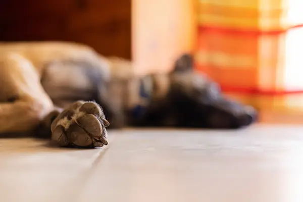 Arizona K-9 prepichla zlodeja