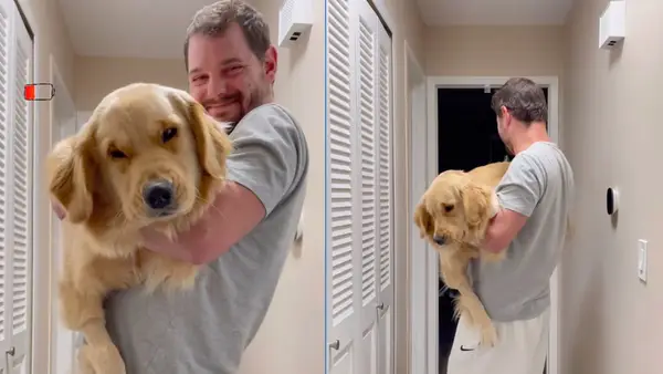 Hunden er meget træt, og du kan ikke gå gennem sengen med charmerende videoer