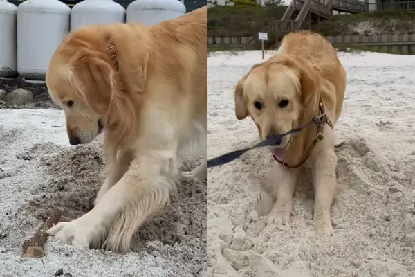 Video on kultainen kultainen retiver