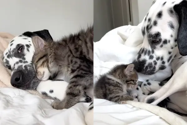 החלק הרוחני של הכלב הגדול הוא לא מה שאתה רואה כל יום