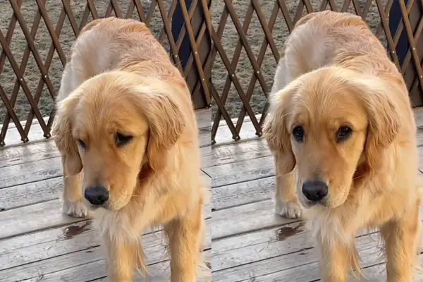 Vidéo: Golden Retriever montre à quel point la communication non verbale est efficace