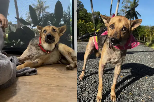 Video: el propietario rescata a un perro mal abusado solo para reclutarla más tarde