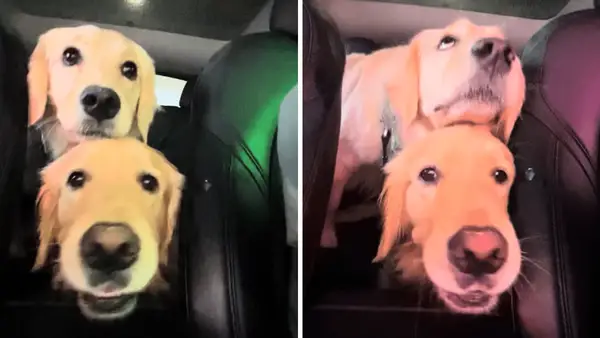 Video: Det er ingen jævla shus