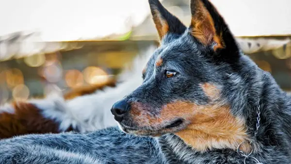 Dorosły pies w Karolinie w Kalifornii to prawdziwy sposób na uratowanie życia
