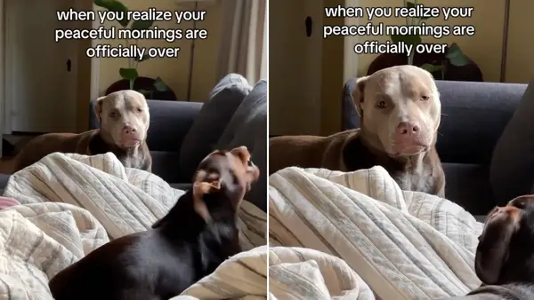 A videó a kutya kifejezését mutatja, amikor megérti, hogy reggelei miért nem lesznek már nyugodt