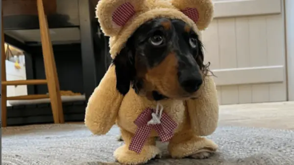 Emily Clark Dog Ted: Vihje, Oll ITP