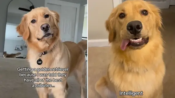 Video: Fun Mom este o mamă interesantă care arată o placă de aur este cea mai bună caracteristică falsă