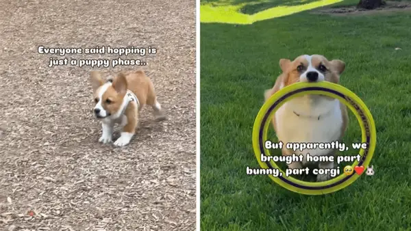 שיטות לכלבים נדירים שנתפסו וידאו ויראלי